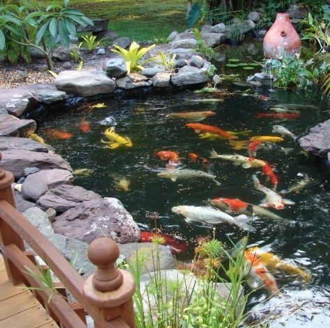 Thấy ao có rất nhiều cá
