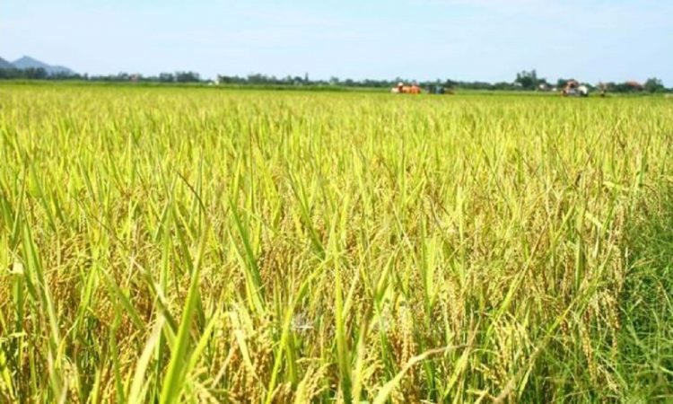 Mơ thấy lúc gạo