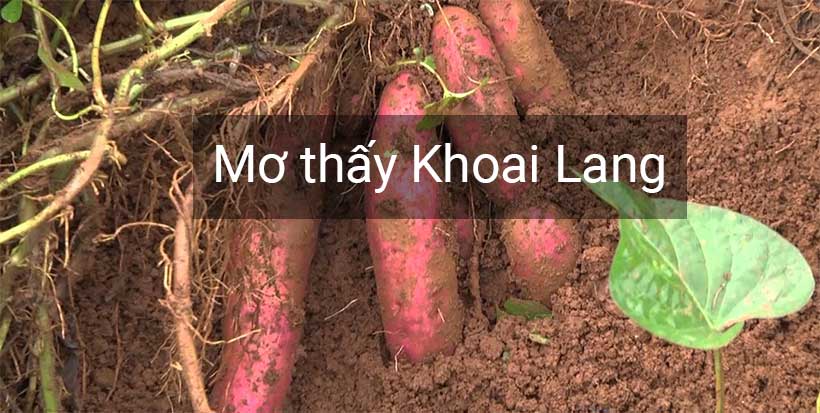Mơ thấy khoai lang