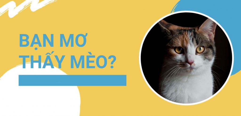 mo thấy mèo