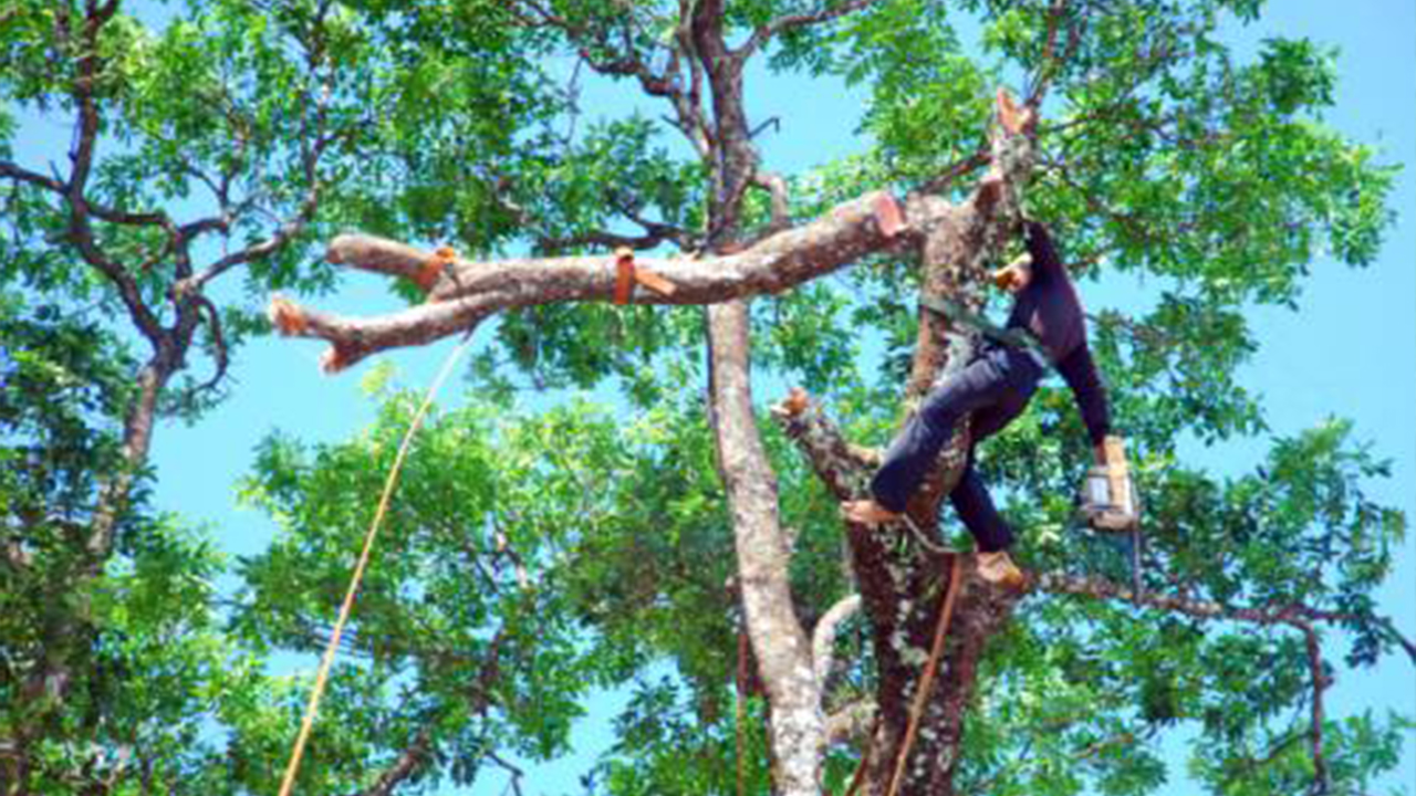 Mơ thấy chặt cây