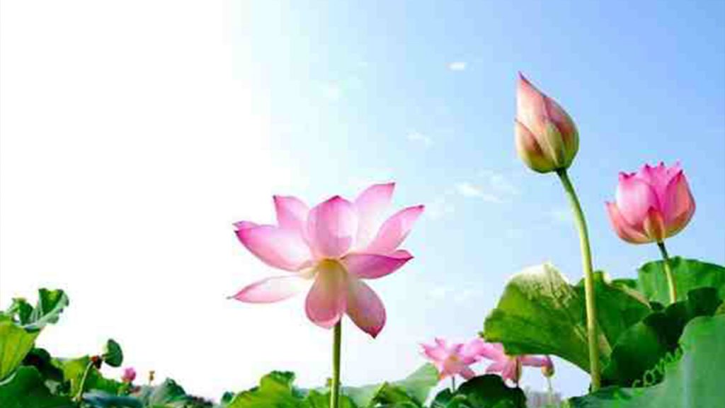 Mơ về hoa sen hồng