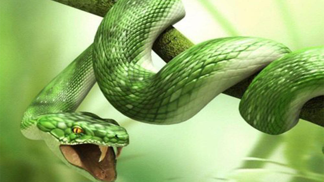 Mơ thấy rắn lục đánh con gì?