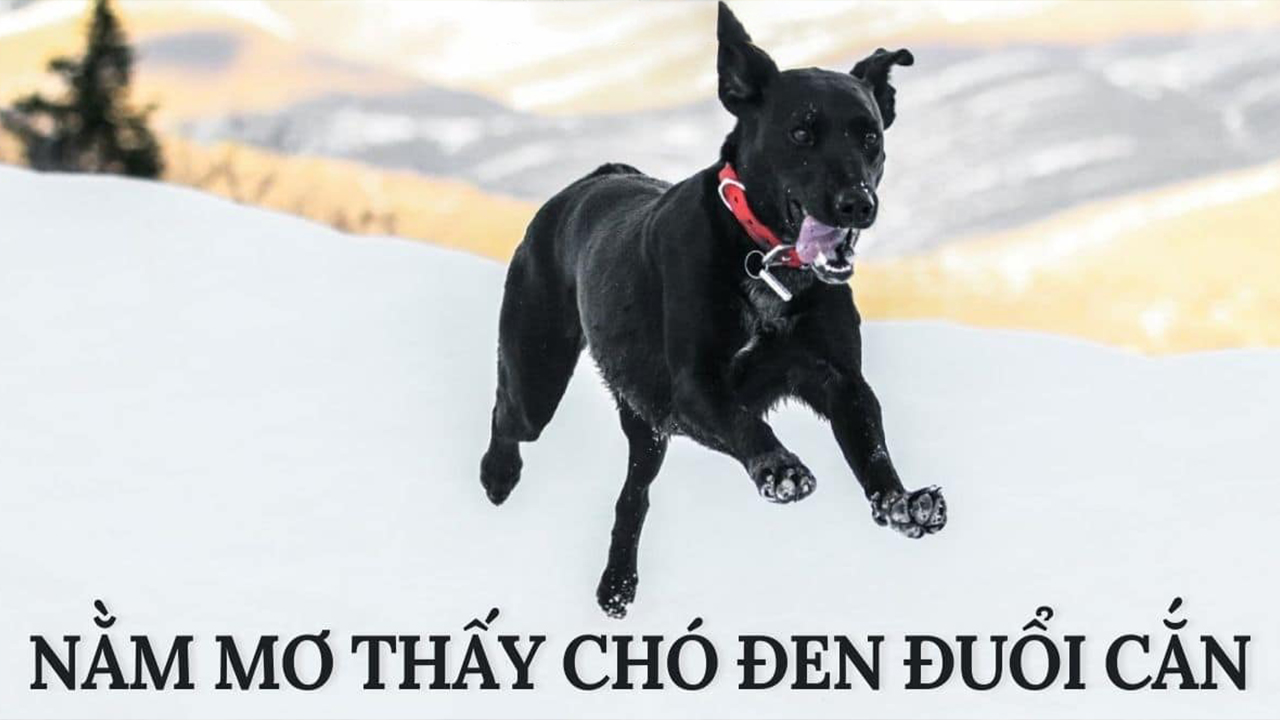Mơ thấy chó đen đuổi cắn