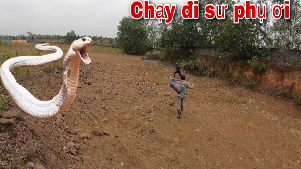 chiêm bao thấy rắn đuổi