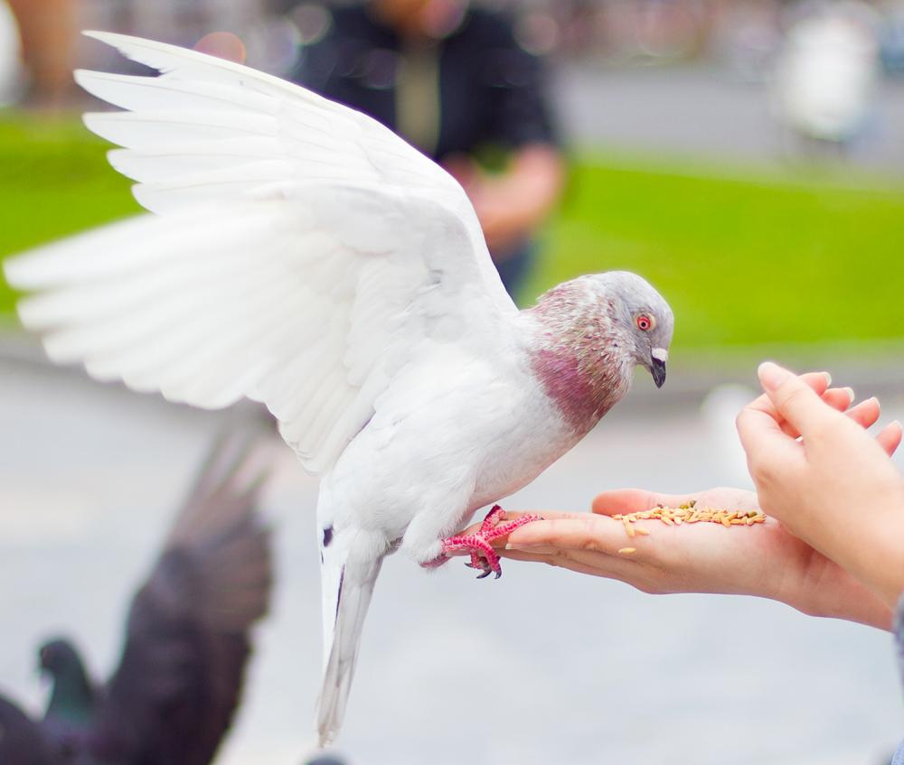 Mơ thấy chim đánh con gì?