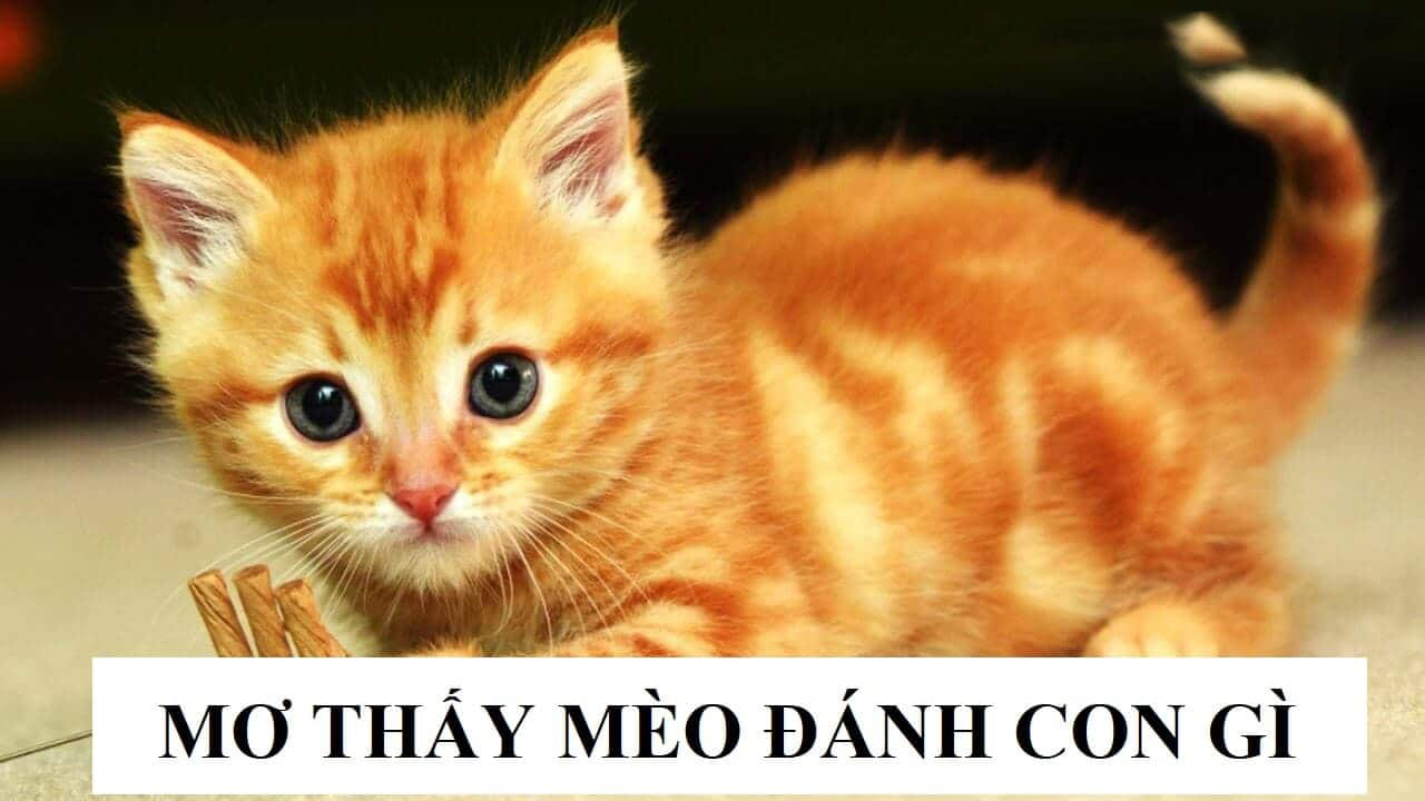 Cách chơi đánh đề tuổi mèo thế nào?