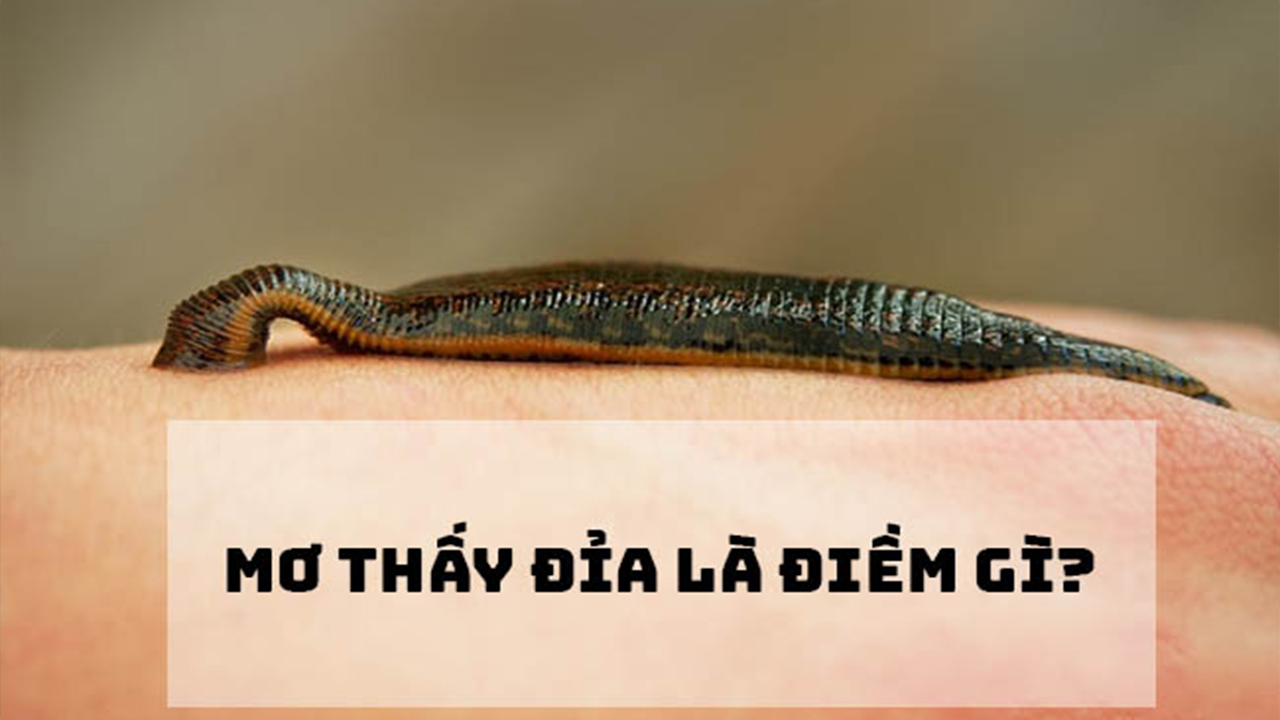 Mơ thấy đỉa đánh con gì?