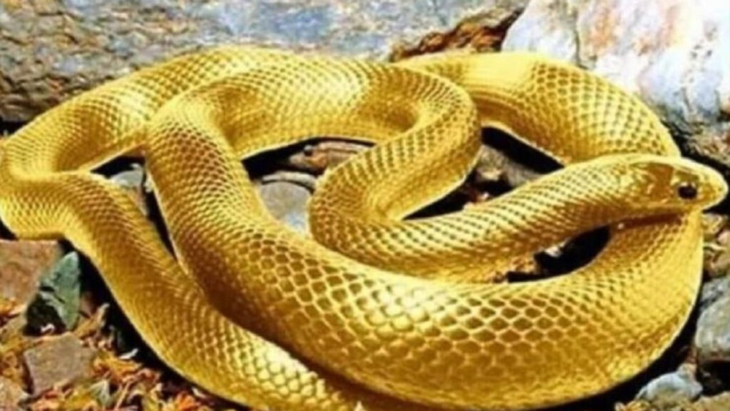 Nằm mơ thấy rắn vàng