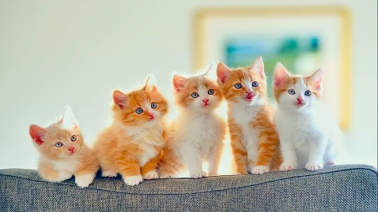 Tuổi mèo đánh con gì?
